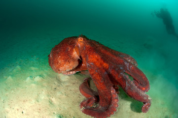 Giant ocotpus on the seabed