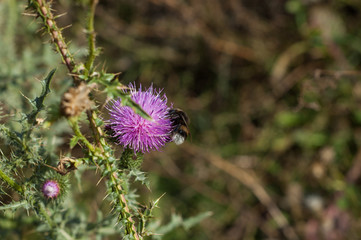 Bumblebee flying near prickly purple flower and collects nectar.
