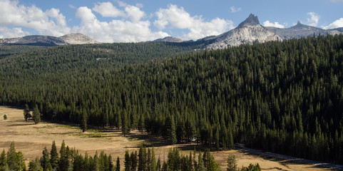 Fototapeta na wymiar Pine forest in Yosemite valley