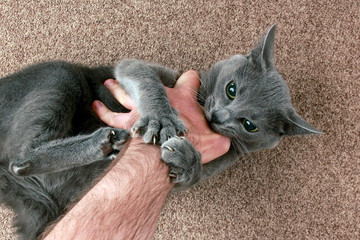 Fototapeta premium grey cat aggressively biting the hand
