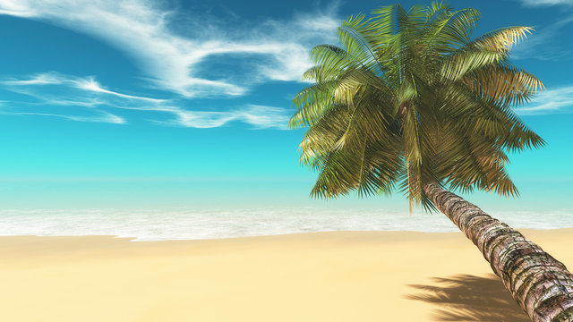 Tropical beach with palm.