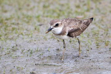 Greater Sand Plover (Charadrius leschenaultii) looking for food at mudflat