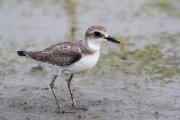 Greater Sand Plover (Charadrius leschenaultii) looking for food at mudflat