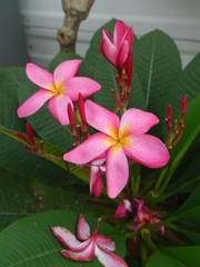 Frangipani flower