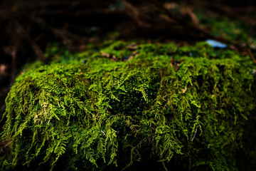 Nature in Nikko, Japan