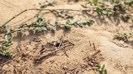 Чёрные лесные муравье