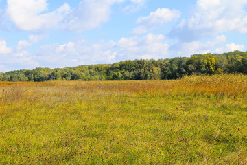 Landscape with wide meadow and green trees