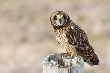 Short eared Owl
