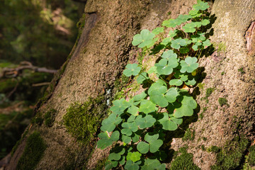 closeup of wood sorrel growing on tree trunk in forest