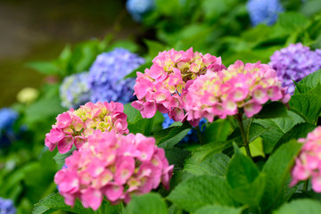 Fototapeta premium 山田池公園 紫陽花