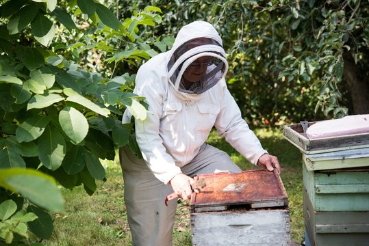 Beekeeper cleaning the bee frame