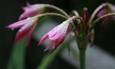 In the rain wet flower