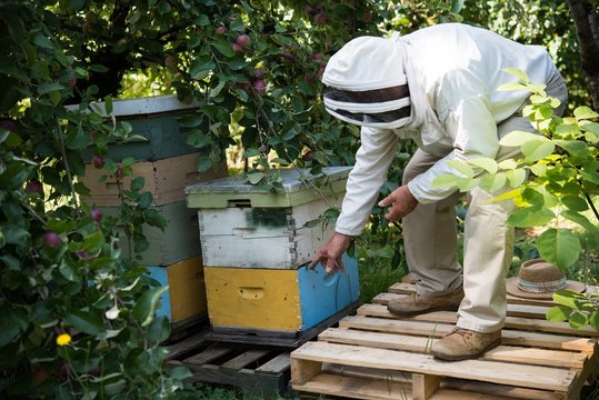 Beekeeper examining beehive box