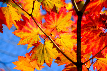 鮮やかな紅葉　