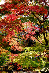 鮮やかな紅葉　
