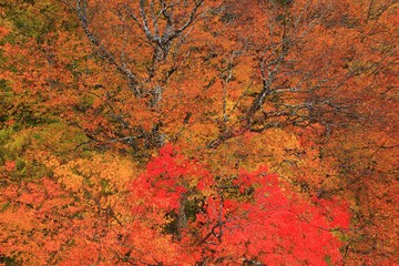 小安峡の紅葉