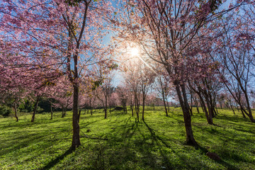 Fototapeta na wymiar Cherry Blossom Path through a Beautiful Landscape Garden with fl