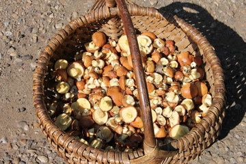 Маленькие маслята в плетеной корзине