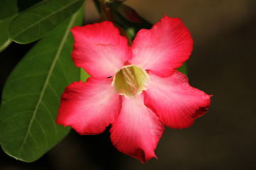 Pink Desert rose flowers