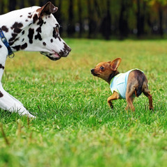 Small dog toy Terrier likes to play with her Dalmatian, scared f