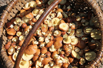 Маленькие маслята в плетеной корзине