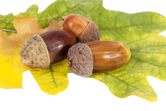  Acorns on oak leaves in autumnal colors, close up
