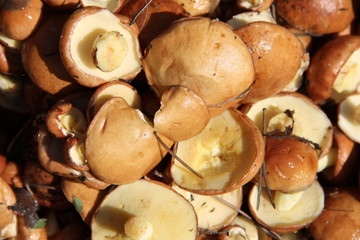 Натуральный фон - маленькие маслята