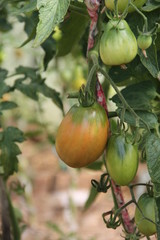Зеленые и красные незрелые помидоры на ветке