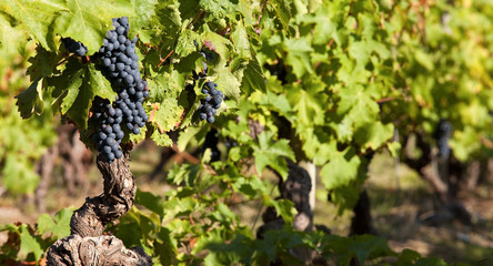 Raisin avant les vendanges