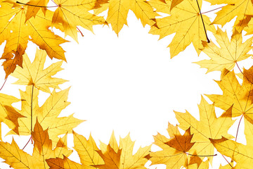 Fototapeta na wymiar Maple leaves frame on white