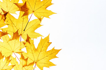 Maple leaves frame on white