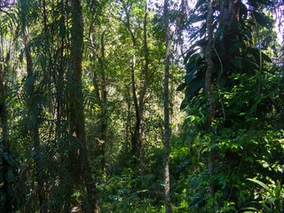 Fototapeta na wymiar Lush Foliage In The Rain Forest