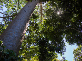 Fototapeta premium Up The Tree Trunk To The Forest Canopy