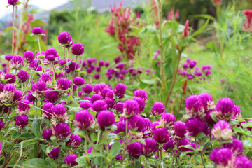 センニチコウの群生