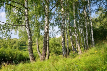 Summer landscape with birch trees