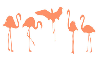 Pink flamingo bird postures silhouette. Isolated outline on white background. Set of vector design elements.