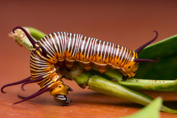 Striped Blue Crow (Euploea mulciber) Caterpillar on a leaf