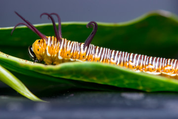 Striped Blue Crow (Euploea mulciber) Caterpillar on a leaf