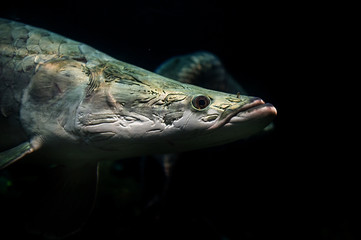 Arapaima