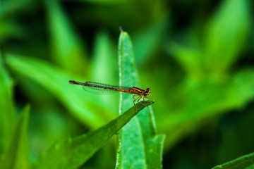 Dragonfly