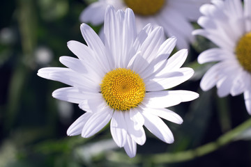 Obraz premium Im Garten