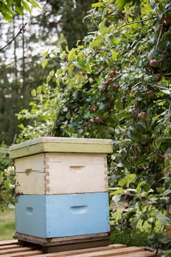Bee hive in apiary garden