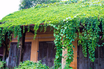 Old House roof covered with vines and trees.