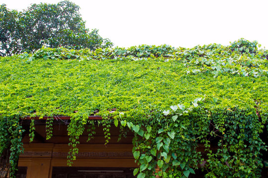 Old House roof covered with vines and trees.