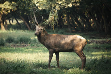 Deer portrait
