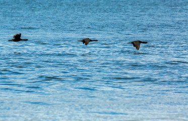 Fototapeta premium Flock of pelagic cormorant flying over Pacific Ocean.