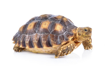 Obraz premium turtle on white background