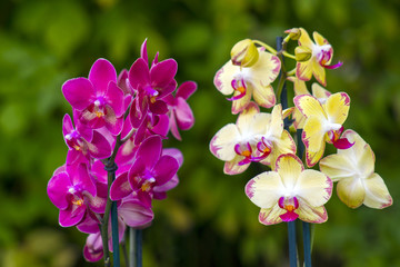 Beautiful orchid flowers- phalaenopsis