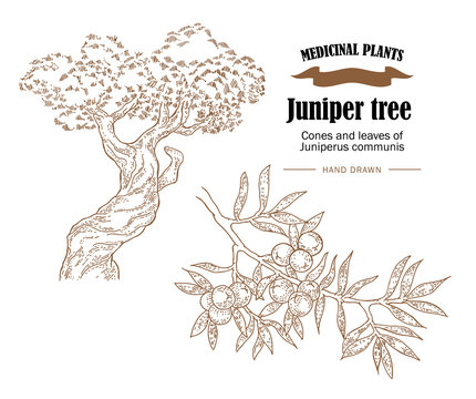 Juniper tree vector illustration. Cones ans leaves of Juniperus