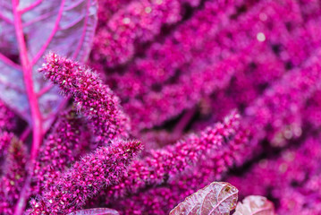 Amaranth (Love-Lies-Bleeding) on Flower Bed